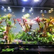 喀什魚缸定做【喀什水產養殖與觀賞魚市場逐步發展帶動定制魚缸需求】