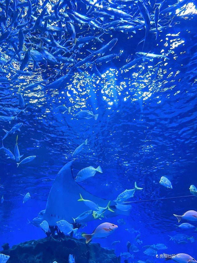 邊壩水族店【智能模式回答完成調用工具：百度地圖-酒店】