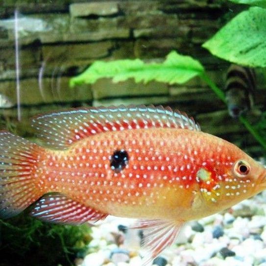 紅寶石魚一年產卵幾次【紅寶石魚多久繁殖一次】 紅寶石魚一年產卵幾次【紅寶石魚多久繁殖一次】 龍魚論壇 第3張