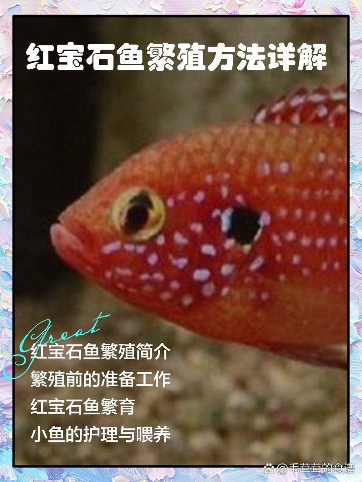 紅寶石魚一年產卵幾次【紅寶石魚多久繁殖一次】 紅寶石魚一年產卵幾次【紅寶石魚多久繁殖一次】 龍魚論壇 第6張
