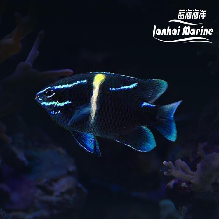 梅江龍魚店【梅江龍魚店哪家口碑最好】