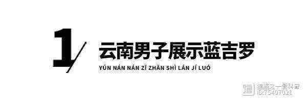 藍吉羅魚價格表2025【云南男子展示“藍吉羅”,幽靈藍配色很驚艷,網友:這條能換一頭牛!】 藍吉羅魚價格表2025【云南男子展示“藍吉羅”,幽靈藍配色很驚艷,網友:這條能換一頭牛!】 龍魚百科 第1張