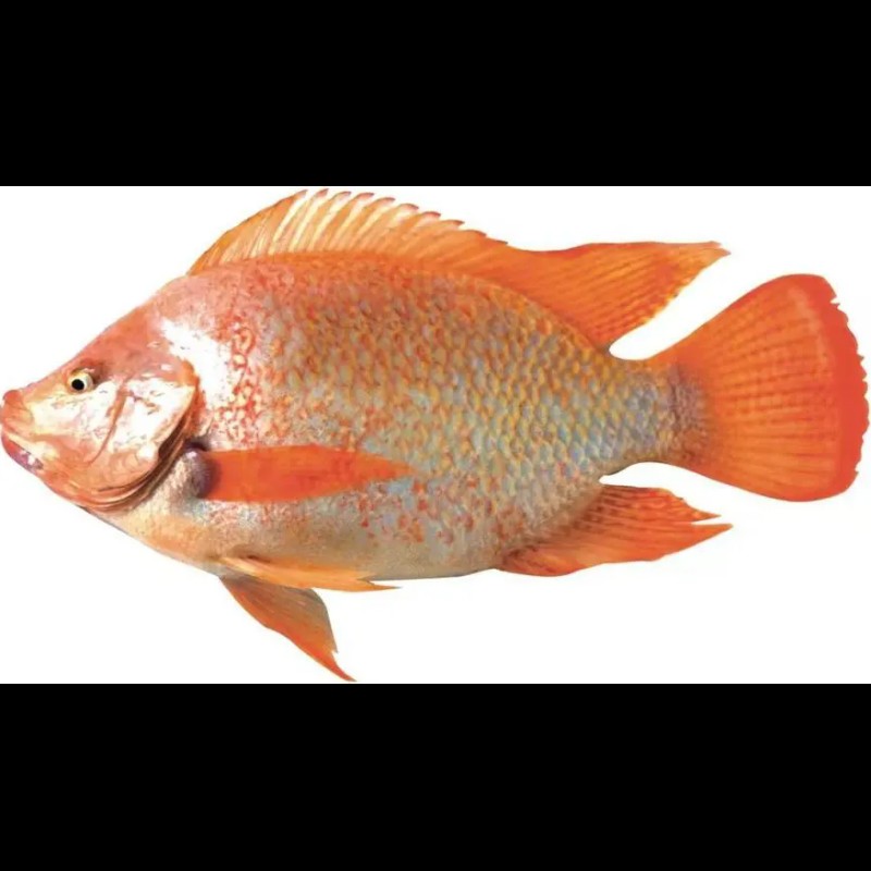 鯛魚是寒性還是溫性【吃鯛魚是去火還是上火】