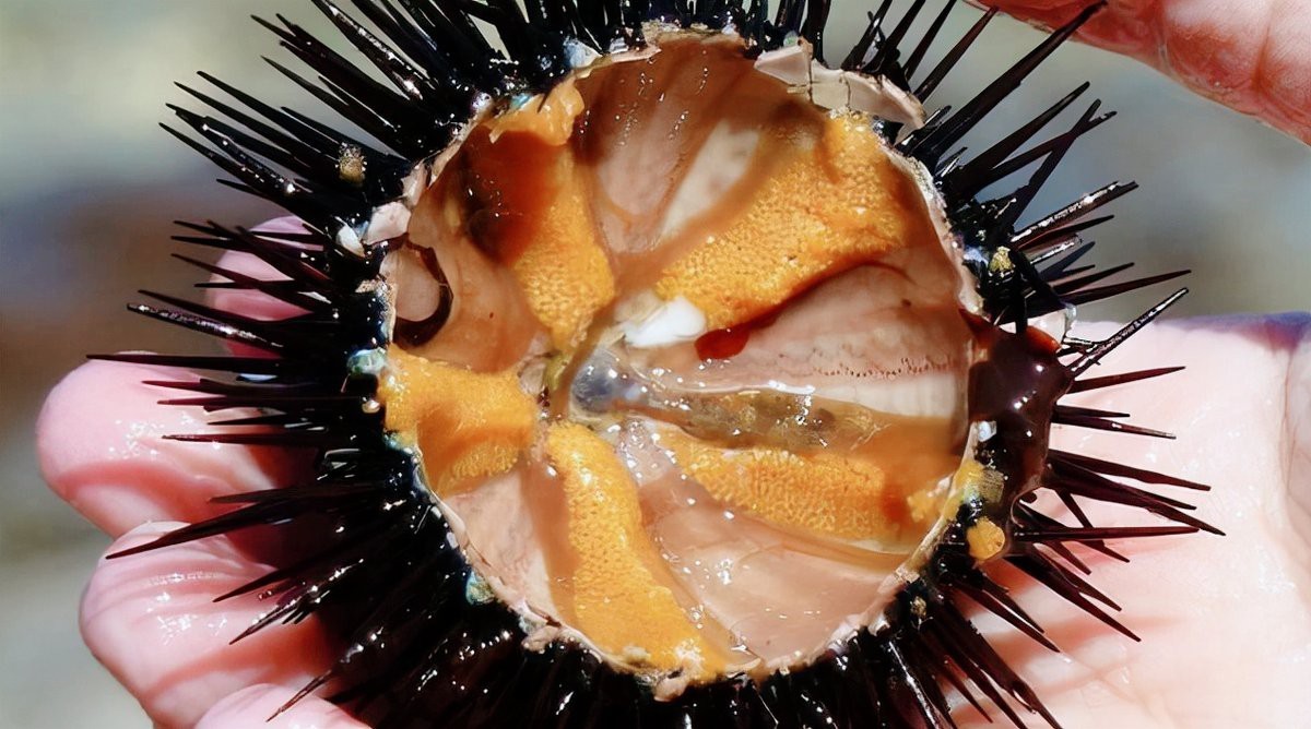 深海龍魚有哪些天敵案例【深海龍魚與海龜的捕獵較量】
