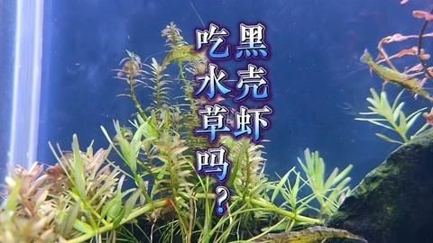 哪些清潔生物會啃食水草？【水草缸除藻生物大揭秘:這些工具魚和螺類幫你搞定】