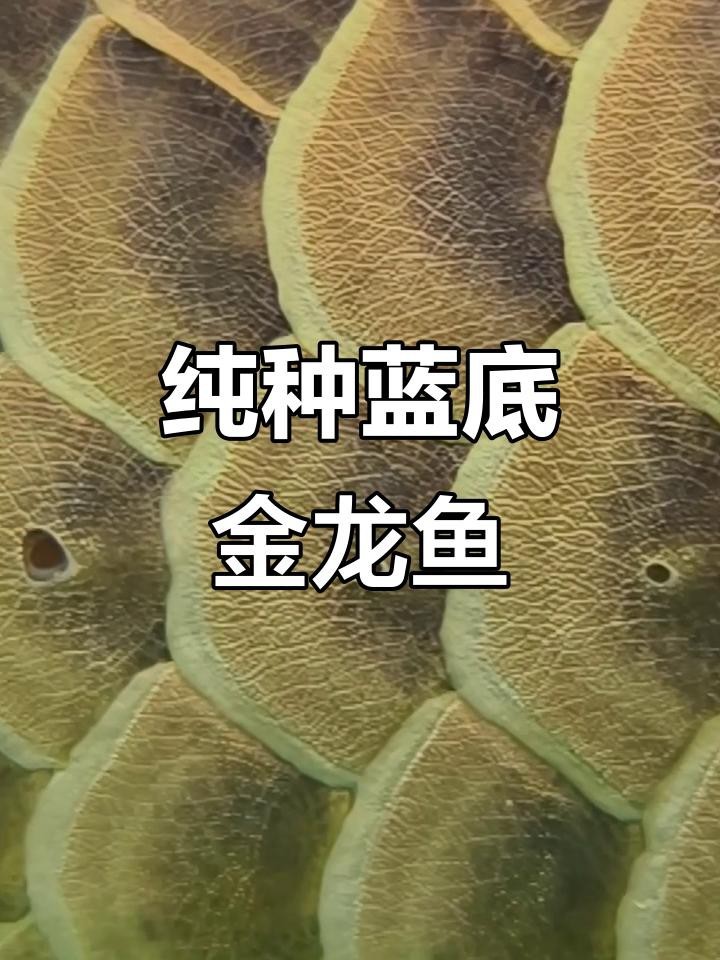 過背金龍魚有哪些稀有品種？【過背金龍魚的稀有品種】