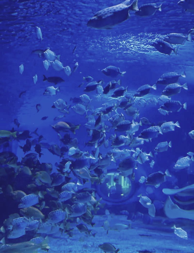 衡水水族店【愛(ài)企查衡水市主要水族店】 衡水水族店【愛(ài)企查衡水市主要水族店】 全國(guó)水族館企業(yè)名錄 第3張