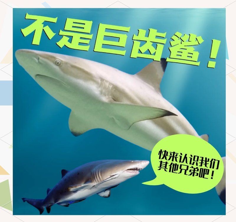 虎斑鴨嘴鯊最簡單三個東西【它來自亞馬遜河,靠著一身“虎紋”討人喜歡,網友:能吃嗎】