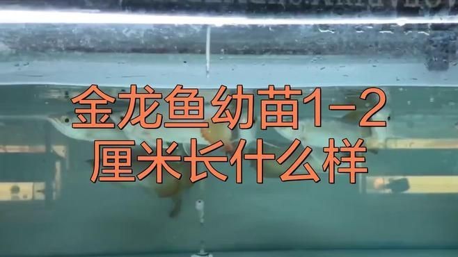 金龍魚苗活體【1-2厘米金龍魚幼苗怎么養萌寵專家最簡單養法】