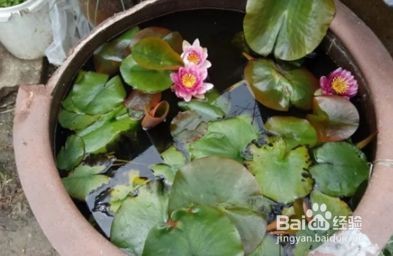 陜州水族店【陜州有哪些水族店亮點水族館為何注銷陜州水族市場的需求如何】