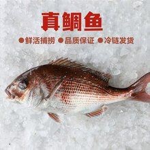 紅鯛魚多少錢一斤【深海紅鯛魚多少錢一斤】 紅鯛魚多少錢一斤【深海紅鯛魚多少錢一斤】 龍魚論壇 第2張
