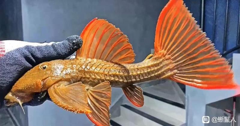 地獄藍魔神異型魚【“地獄藍魔神異型魚”詳細資料公開權威文獻和學術研究】