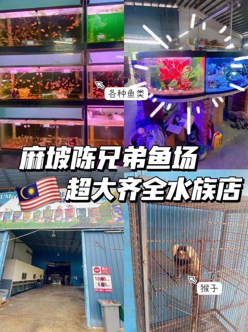 麻栗坡水族店【貴州麻栗坡縣天保鎮城子上旅居村項目正在推進傣族特色旅游開發】