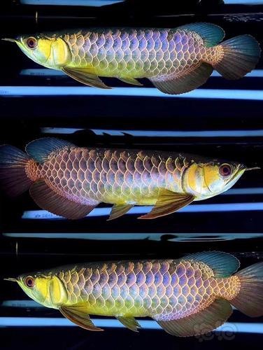 過背金龍最經典的圖片【古典過背金龍魚】