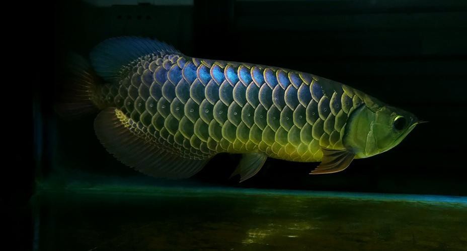 過背金龍最經典的圖片【古典過背金龍魚】