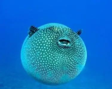 福鼓魚(yú)是河豚的一種嗎【福鼓魚(yú)是河豚嗎？】