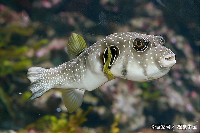 福鼓魚(yú)是河豚的一種嗎【福鼓魚(yú)是河豚嗎？】