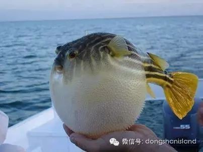 福鼓魚(yú)是河豚的一種嗎【福鼓魚(yú)是河豚嗎？】