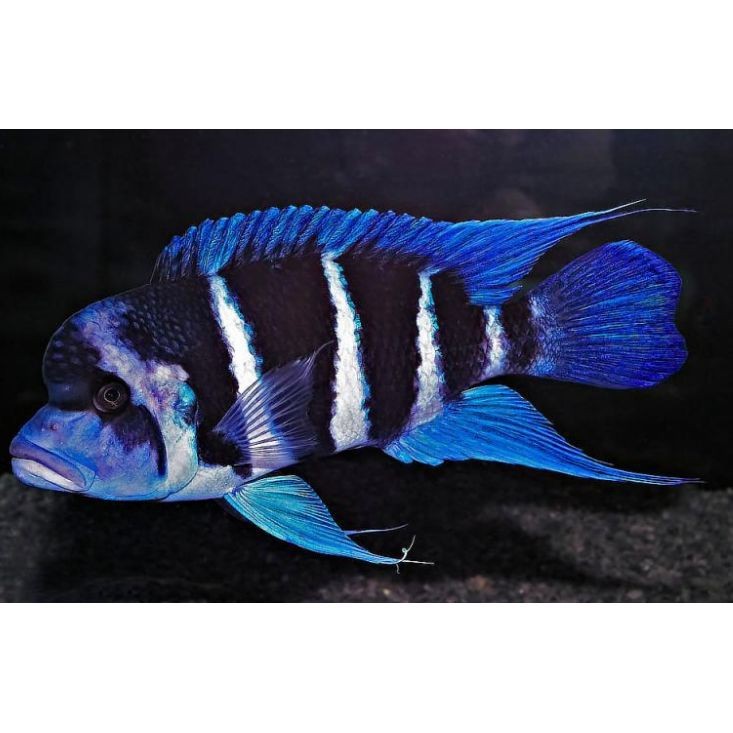 六間魚能長多大【布隆迪六間魚的具體體型因種類不同而存在顯著差異】