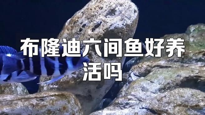 制作龍魚(yú)缸需要多長(zhǎng)時(shí)間?,制作一個(gè)龍魚(yú)缸所需的時(shí)間因魚(yú)缸尺寸、工藝要求及是否定制等因素而異 龍魚(yú)百科 第1張 制作龍魚(yú)缸需要多長(zhǎng)時(shí)間?,制作一個(gè)龍魚(yú)缸所需的時(shí)間因魚(yú)缸尺寸、工藝要求及是否定制等因素而異 制作龍魚(yú)缸需要多長(zhǎng)時(shí)間?,制作一個(gè)龍魚(yú)缸所需的時(shí)間因魚(yú)缸尺寸、工藝要求及是否定制等因素而異 龍魚(yú)百科 第1張