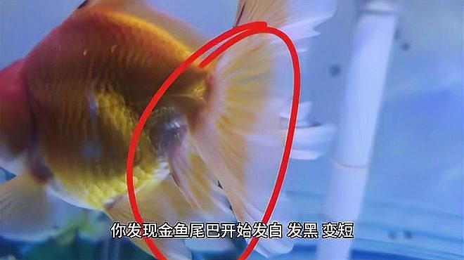 過背點金龍魚有哪些稀有品種？【智能模式回答完成調用工具：百度健康金魚尾巴爛了能否自愈嗎】