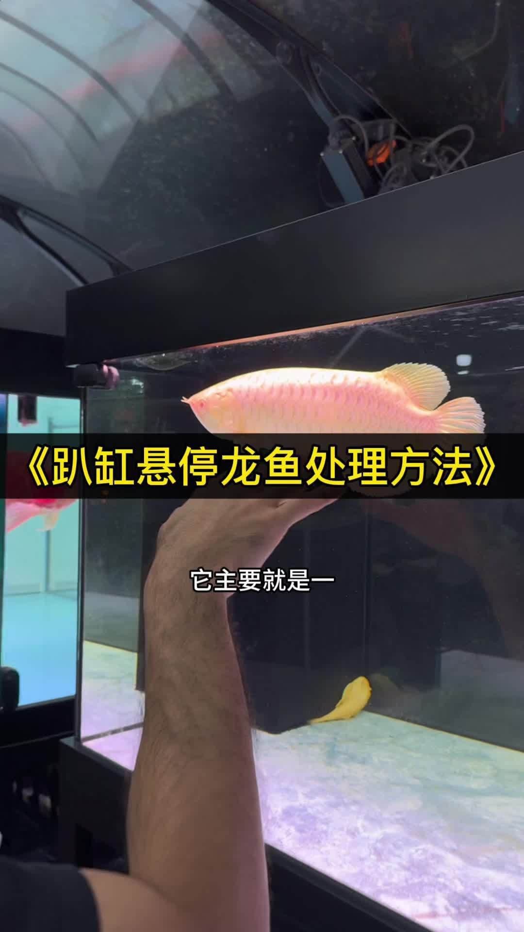 能給出更多龍魚趴缸的原因嗎？【龍魚趴缸懸停不愛游的解決方案】