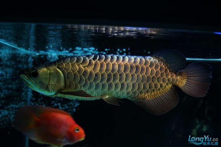 給我一張七彩金龍魚的圖片【 給我一張七彩金龍魚的圖片【\
