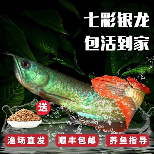 給我一張七彩金龍魚的圖片【 給我一張七彩金龍魚的圖片【\