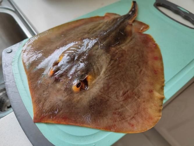 魔鬼魚的照片大全大圖【海洋中最具視覺沖擊力的生物之一,蝠鲼:10歲開始繁衍的魔鬼魚】