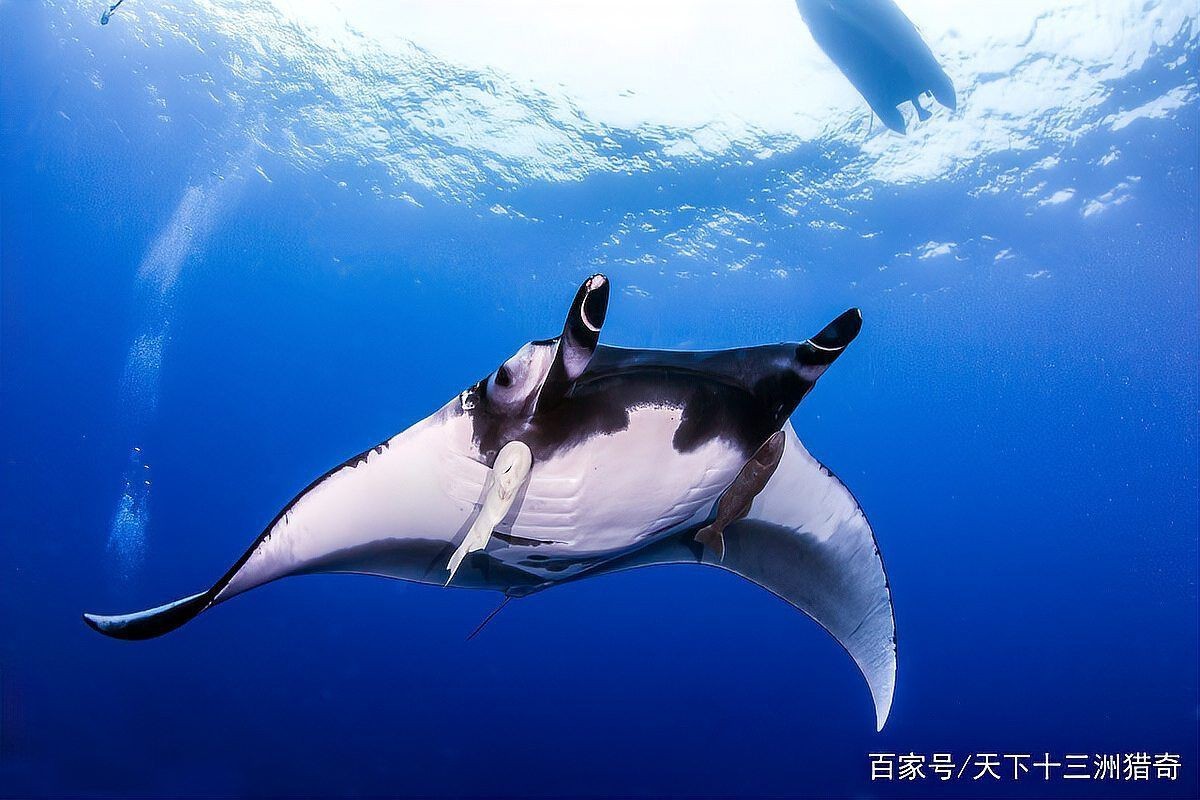 魔鬼魚的照片大全大圖【海洋中最具視覺沖擊力的生物之一,蝠鲼:10歲開始繁衍的魔鬼魚】