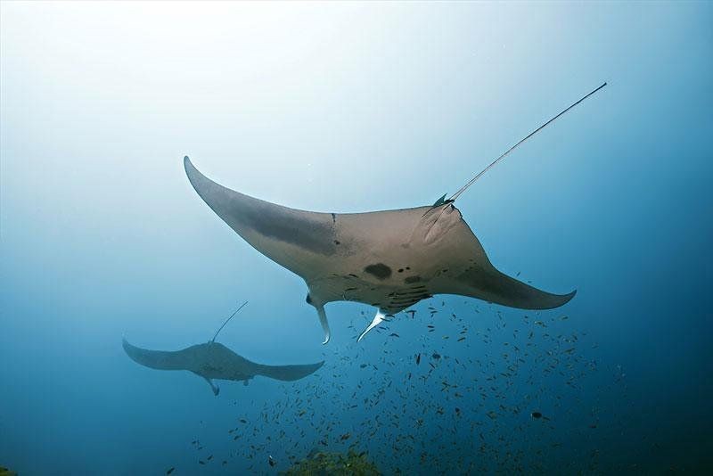 魔鬼魚的照片大全大圖【海洋中最具視覺沖擊力的生物之一,蝠鲼:10歲開始繁衍的魔鬼魚】