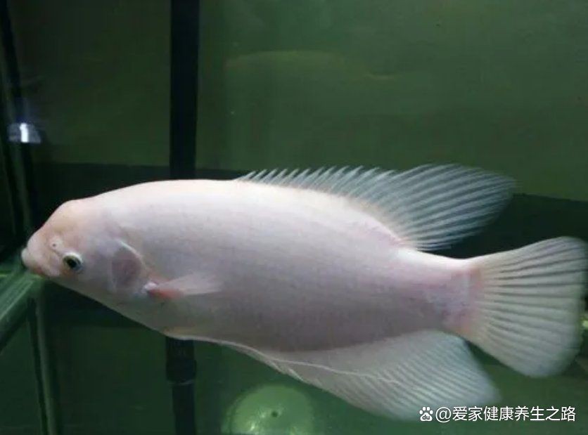 如何判斷招財魚是否健康【如何通過魚的行為判斷魚是否健康】 如何判斷招財魚是否健康【如何通過魚的行為判斷魚是否健康】 龍魚百科 第9張