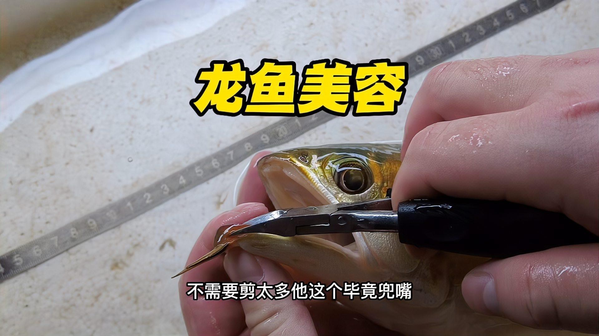 紅龍魚美容手術后如何護理？【智能模式回答完成調用工具：百度健康】 紅龍魚美容手術后如何護理？【智能模式回答完成調用工具：百度健康】 龍魚百科 第3張
