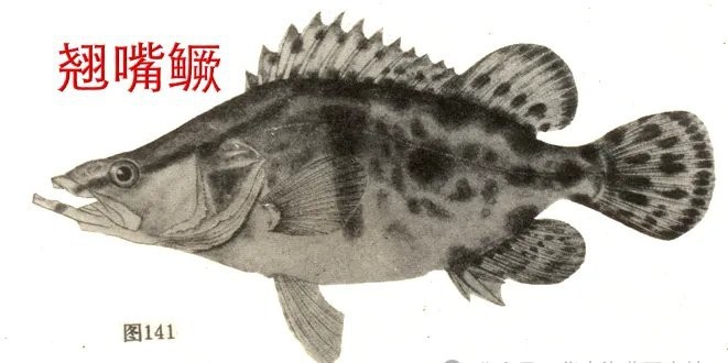 淡水石斑魚是鱖魚嗎【淡水石斑魚與淡水鱖魚的區別】