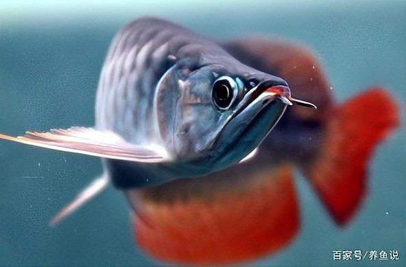 給我一張紅龍魚的圖片【紅龍魚到底要怎么養才能出狀態吉印水族世界魚缸一寶】