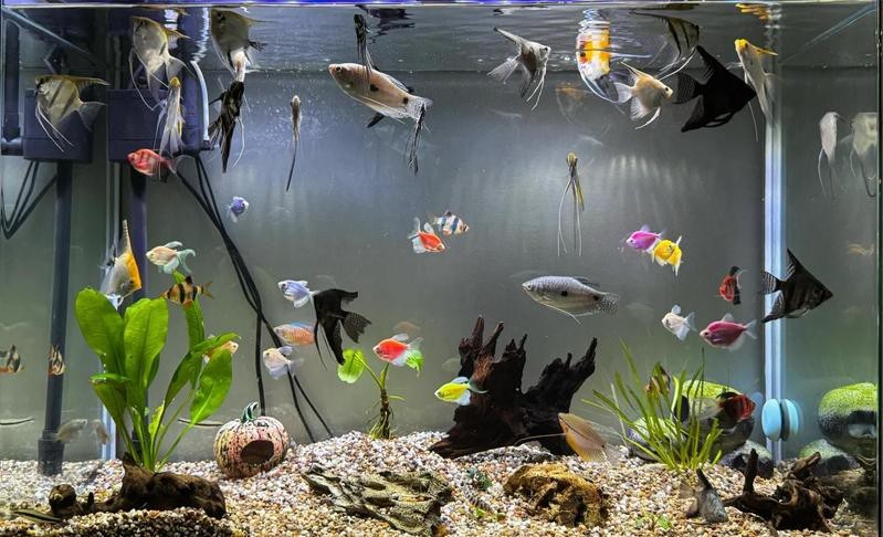 非洲金鼓魚能混養嗎【快樂生活，適合和銀龍魚混養5種配魚上行魚】 非洲金鼓魚能混養嗎【快樂生活，適合和銀龍魚混養5種配魚上行魚】 龍魚論壇 第2張