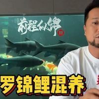 藍吉羅混養最忌三種魚【藍吉羅魚怎么養】