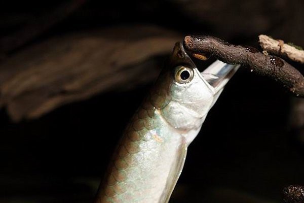 黑鱗龍魚多久喂一次食？【黑鱗龍魚的喂食頻率需根據(jù)其生長階段和體型進(jìn)行調(diào)整和體型進(jìn)行調(diào)整】