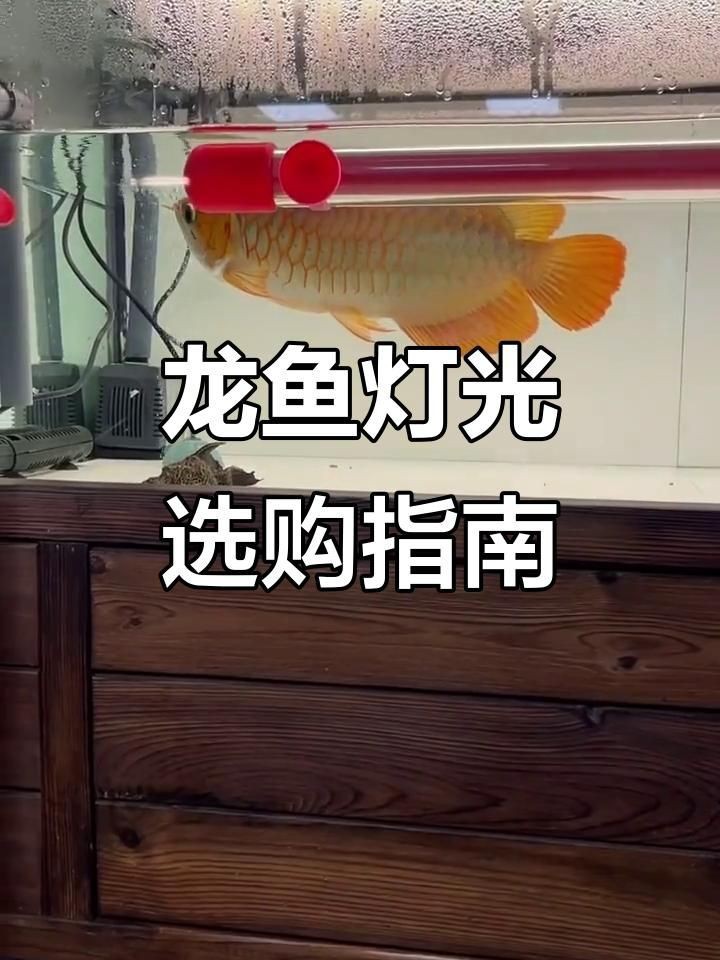 藍底過背金龍魚用什么燈光【藍底過背金龍魚用什么燈光照利于發色林野匠金龍魚燈光選擇技巧】