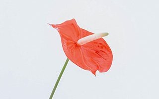 衡陽(yáng)縣水族店【衡陽(yáng)縣及周邊區(qū)域的水族相關(guān)店鋪信息如下涵蓋觀賞魚銷售、餐飲特色等多元化內(nèi)容】