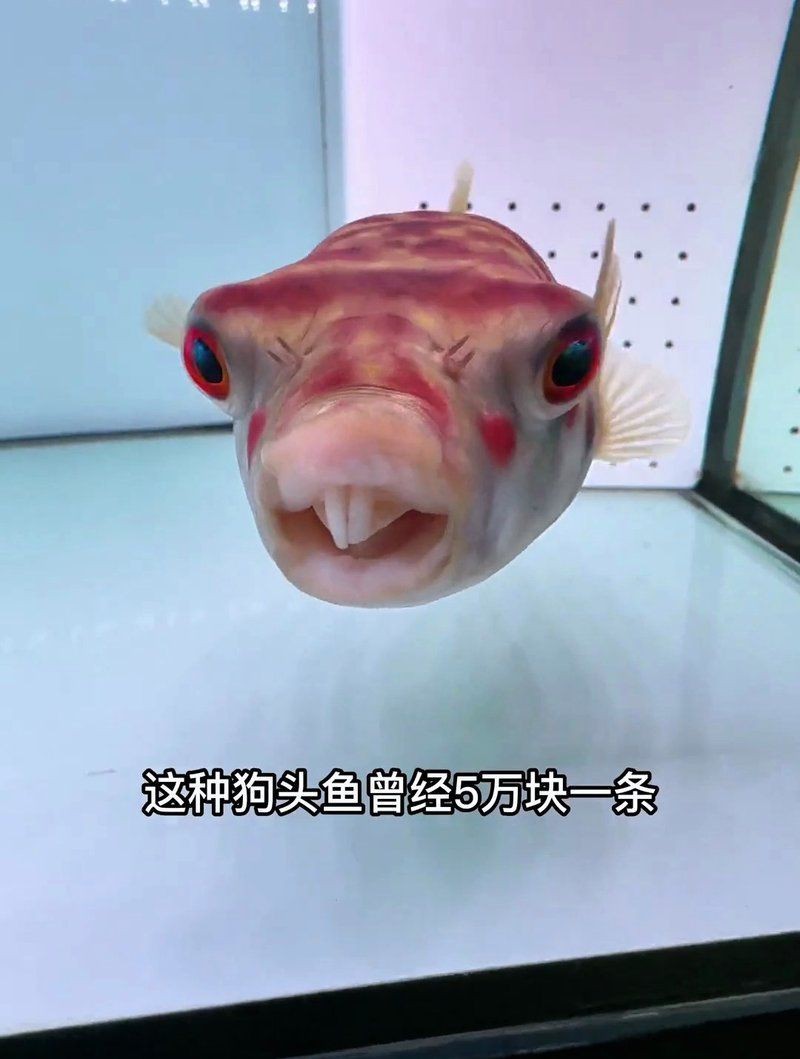 狗頭魚價位【狗頭魚價格因品種、規格、用途（食用或觀賞）及市場供需差異顯著】
