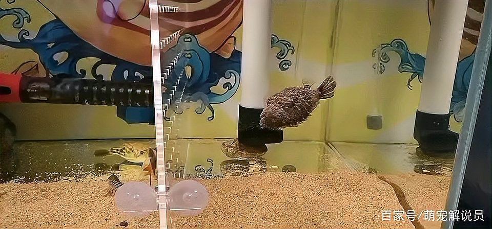 狗頭魚價位【狗頭魚價格因品種、規格、用途（食用或觀賞）及市場供需差異顯著】