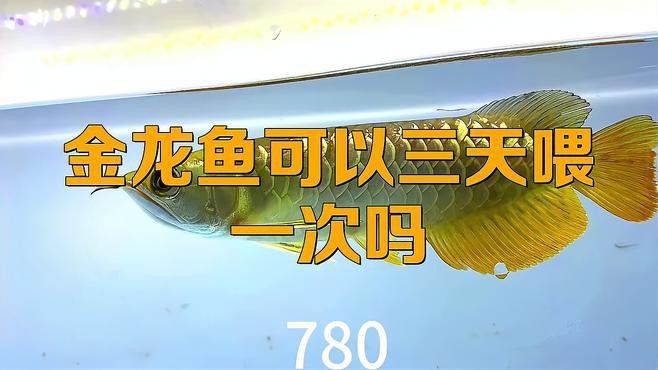 金龍魚多久喂一次食物？【金龍魚幾天喂一次比較好】
