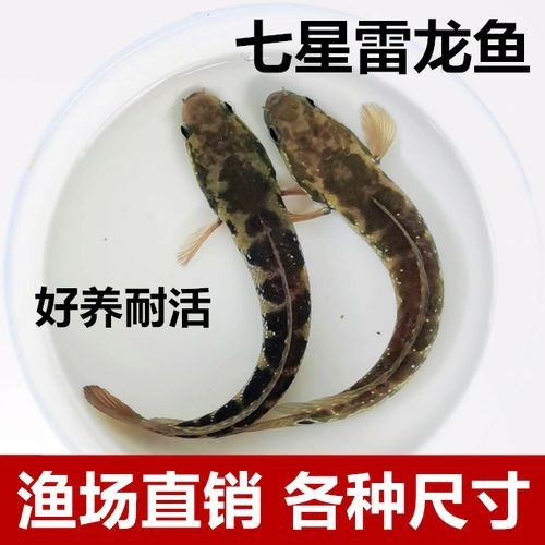 給我一些珍珠赤雷龍和月鱧的圖片【關于珍珠赤雷龍（月鱧）的圖片信息及相關描述】
