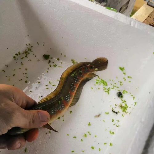 給我一些珍珠赤雷龍和月鱧的圖片【關于珍珠赤雷龍（月鱧）的圖片信息及相關描述】
