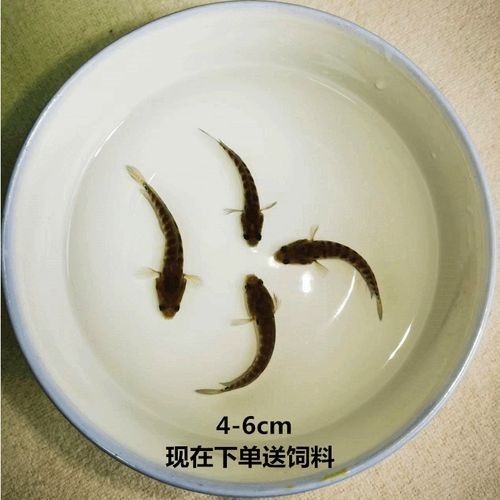 給我一些珍珠赤雷龍和月鱧的圖片【關于珍珠赤雷龍（月鱧）的圖片信息及相關描述】