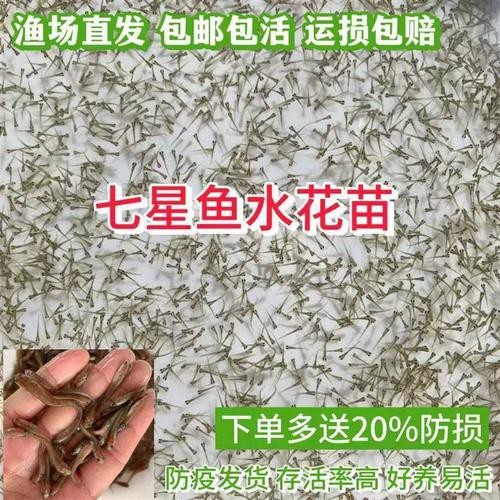 給我一些珍珠赤雷龍和月鱧的圖片【關于珍珠赤雷龍（月鱧）的圖片信息及相關描述】