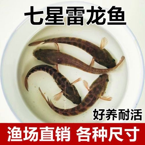 給我一些珍珠赤雷龍和月鱧的圖片【關于珍珠赤雷龍（月鱧）的圖片信息及相關描述】