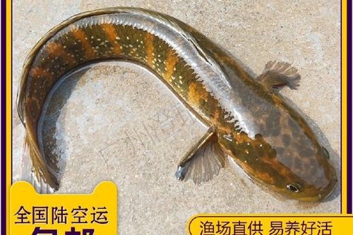 給我一些珍珠赤雷龍和月鱧的圖片【關于珍珠赤雷龍（月鱧）的圖片信息及相關描述】