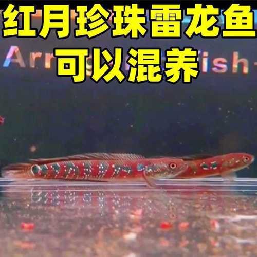 給我一些珍珠赤雷龍和月鱧的圖片【關于珍珠赤雷龍（月鱧）的圖片信息及相關描述】